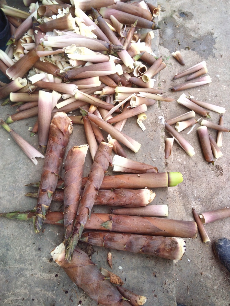 金竹笋,其它竹类不好!