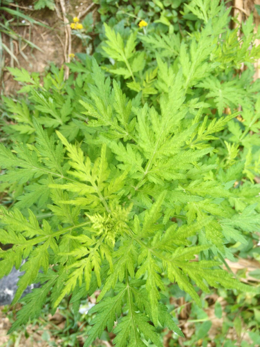 农村药用植物拍!