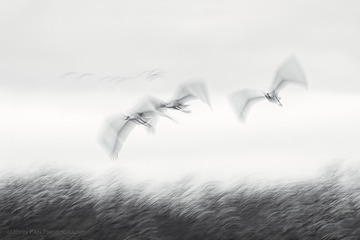 Crane-00335-Edit