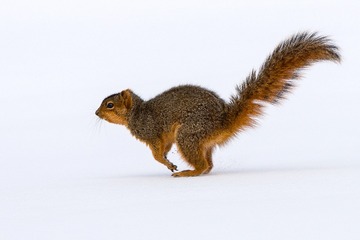 Morton-00561-Edit