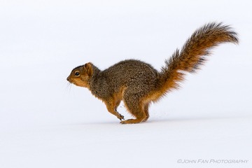 Morton-00561-Edit