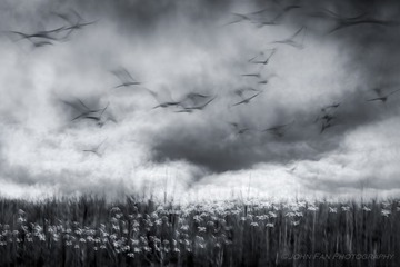 Crane-00328-Edit