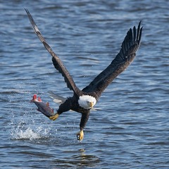 Eagle-03212-Edit