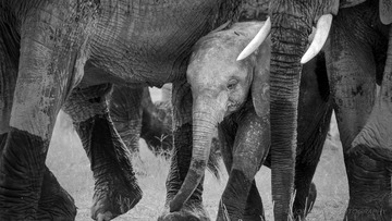 Africa-03652-Edit