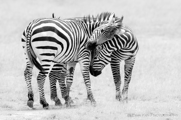 Africa-03709-Edit