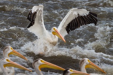 Pelican-00947-Edit-Edit-Edit.jpg