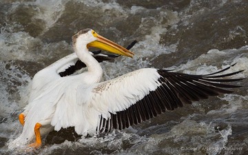Pelican-01023-Edit-Edit.jpg