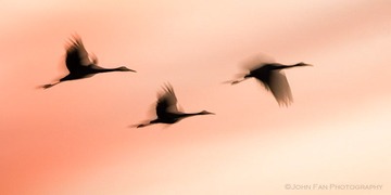 Crane-02066-Edit-Edit.jpg