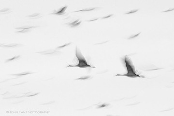 Crane-02360-Edit-Edit-Edit.jpg