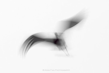 Crane-02325-Edit-Edit.jpg
