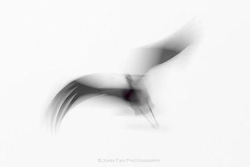 Crane-02325-Edit-Edit.jpg