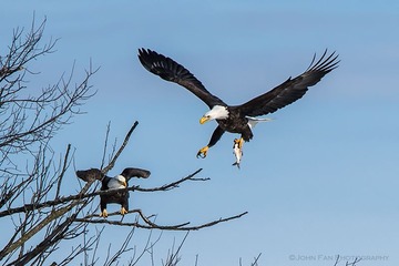 Eagle-00452-Edit-Edit.jpg