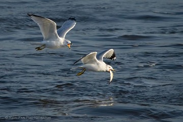 Seagull-03190-Edit-Edit.jpg