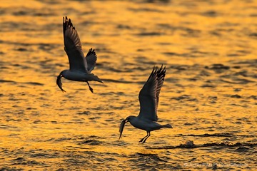 Seagull-03505-Edit-Edit.jpg