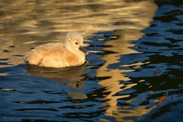 Swan-01798-Edit.jpg