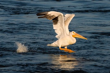 Pelican-04887-Edit.jpg