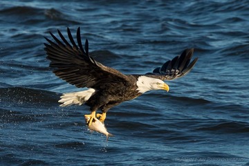 Eagle-06679-Edit