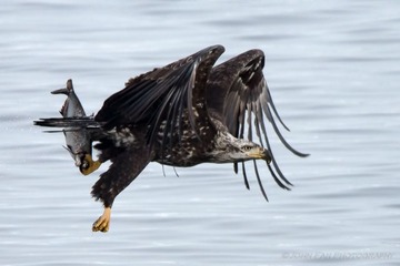 Eagle-07348-Edit-Edit