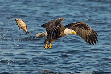 Eagle-08016-Edit-Edit-Edit