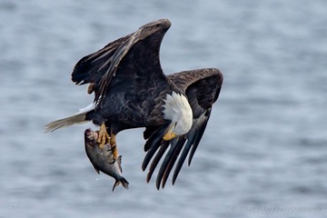 Eagle-07811-Edit