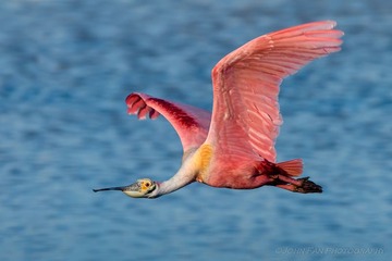Florida-09179-Edit