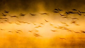 Crane-01998-Edit-2