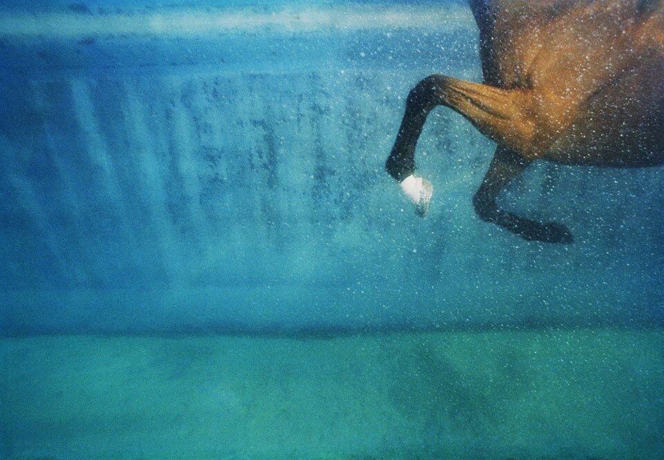 Equus-UAE-Dubai-Swimming side-on<br />
