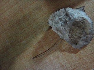 DSC00696.JPG