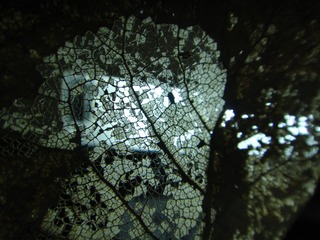 DSC00681.JPG