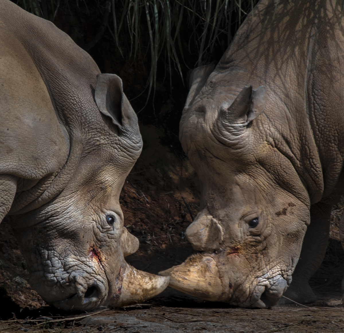 犀牛之战 - 小静摄影 - 图虫