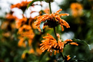 IMG_2405.jpg