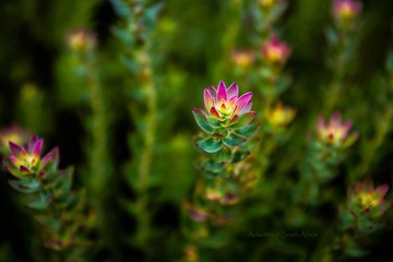 IMG_2449.jpg