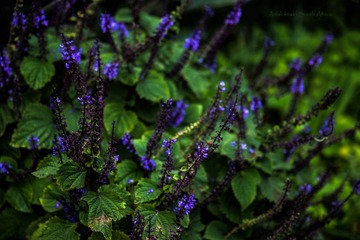 IMG_2478.jpg
