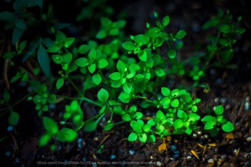 _DSC6241_1_1+.jpg