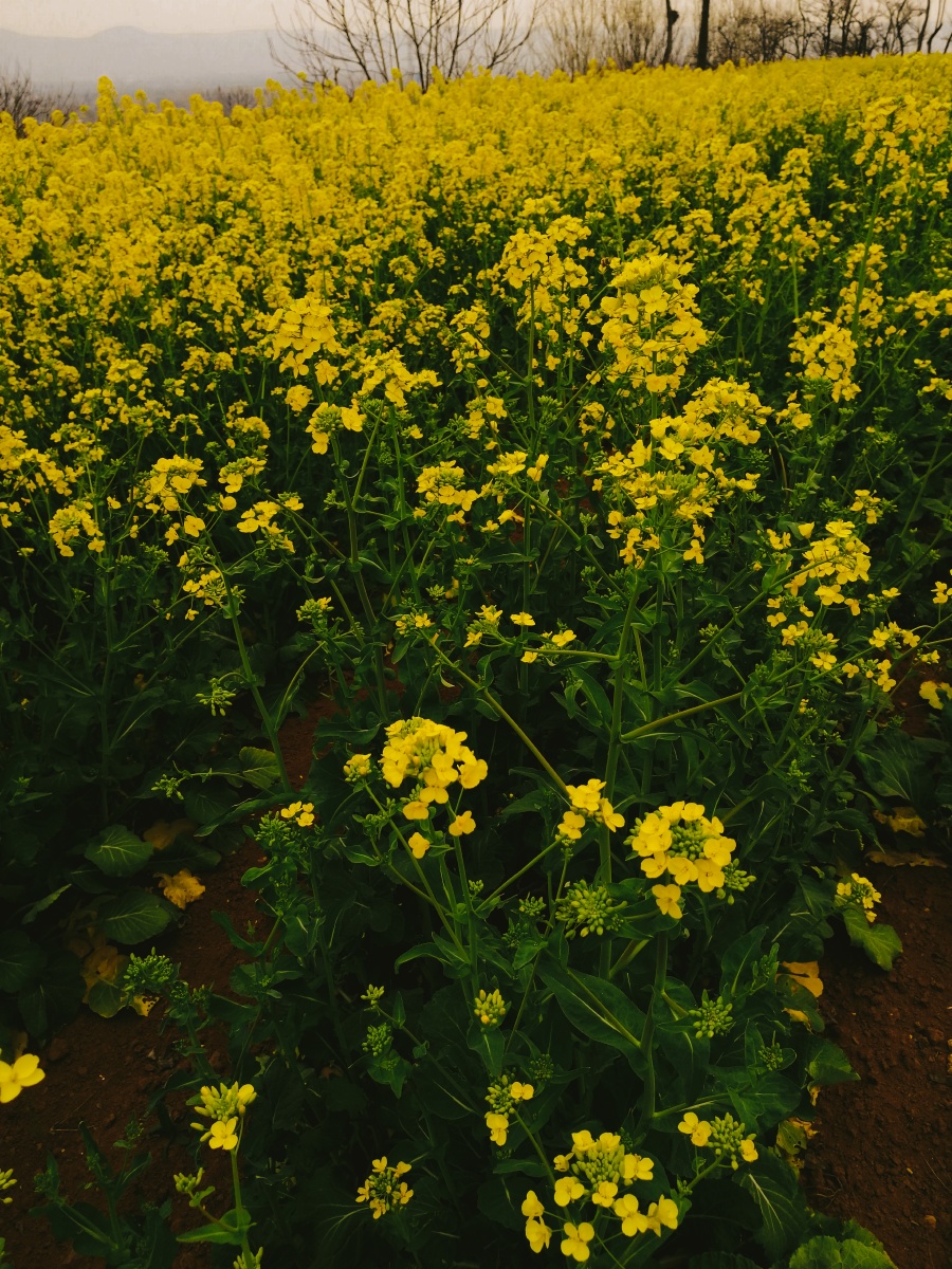 小楼一夜听风雨585
