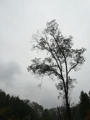 4407565