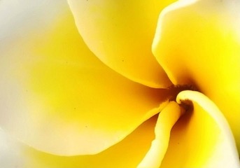 鸡蛋花.