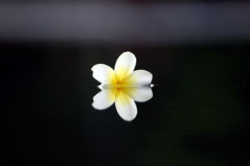 镜花水月..2