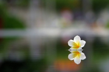 镜花水月..1