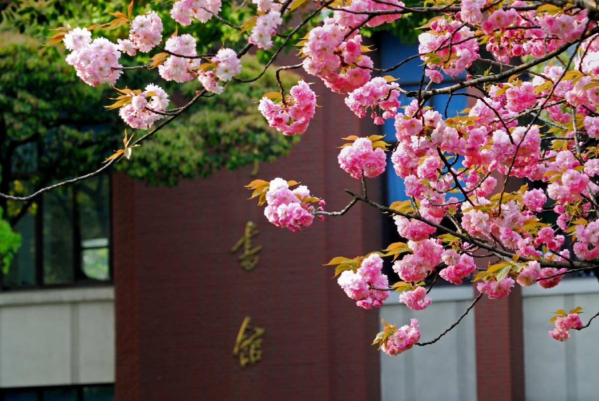 复旦樱花