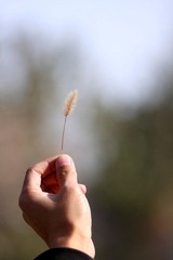 枯草