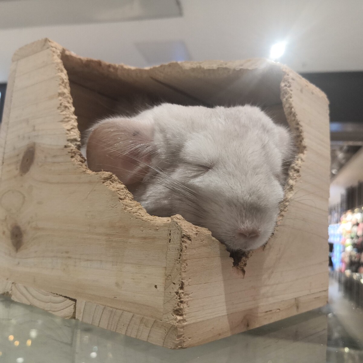 国内酒店可以带猫吗