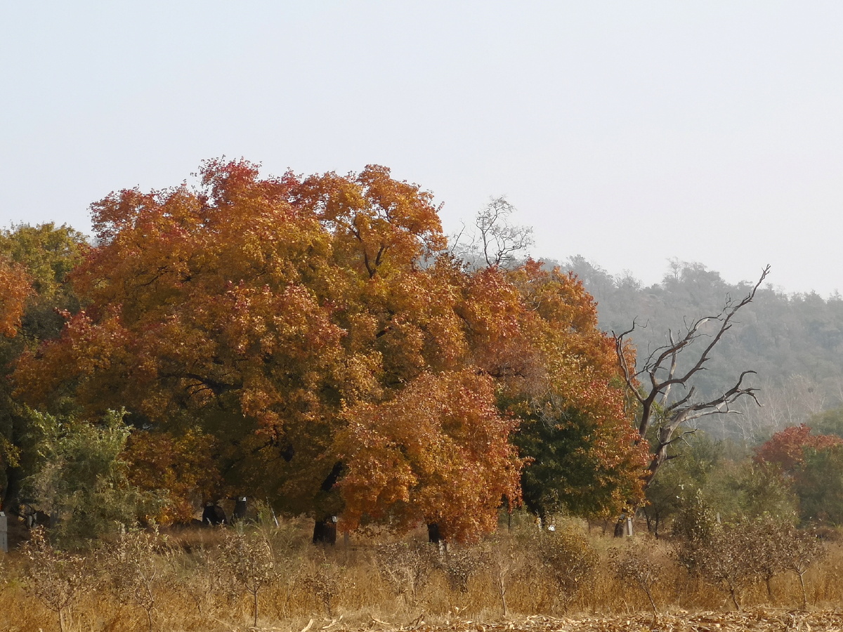 金秋赏枫之沈阳法库圣迹山古枫林
