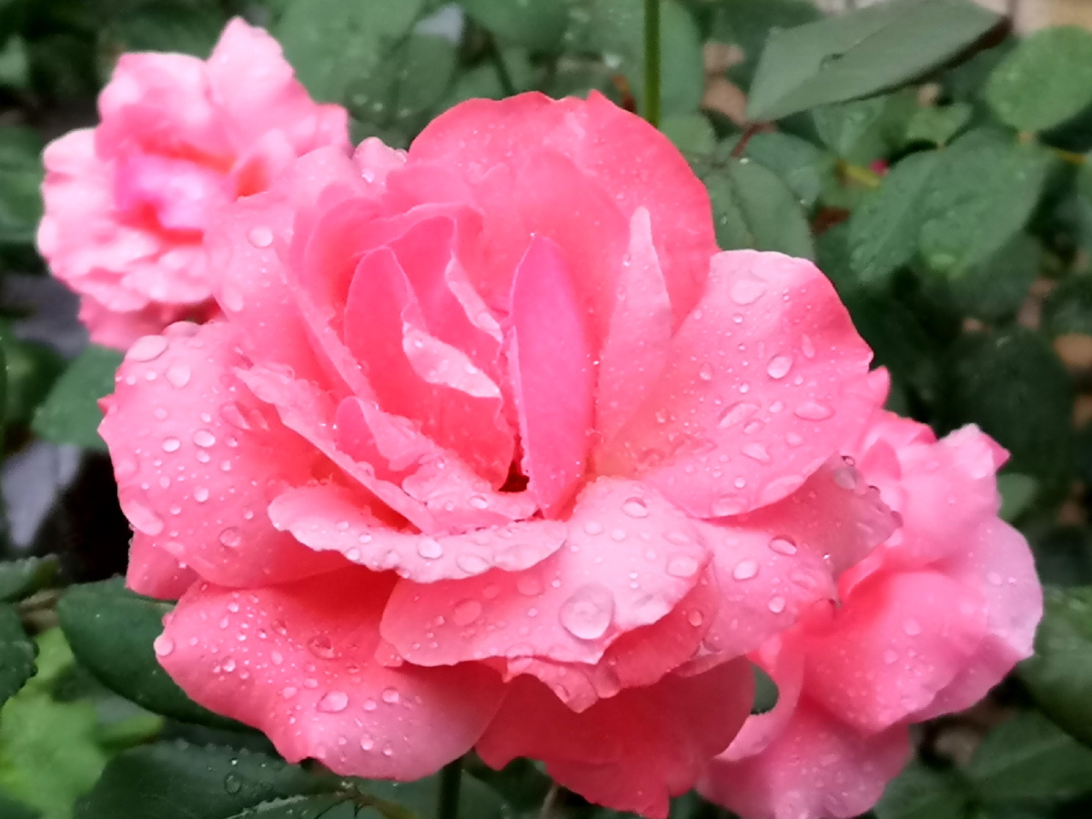 九月的玫瑰正艳时