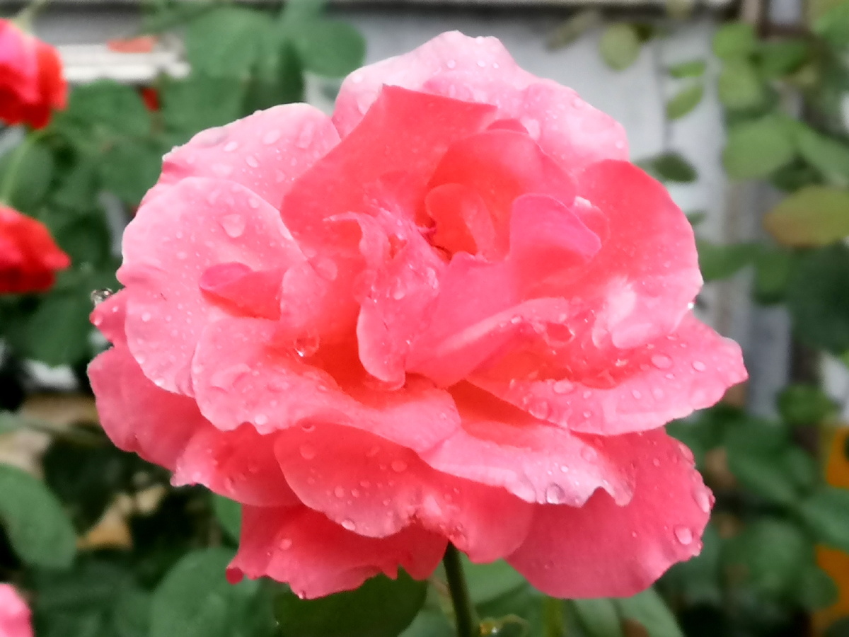 九月的玫瑰正艳时