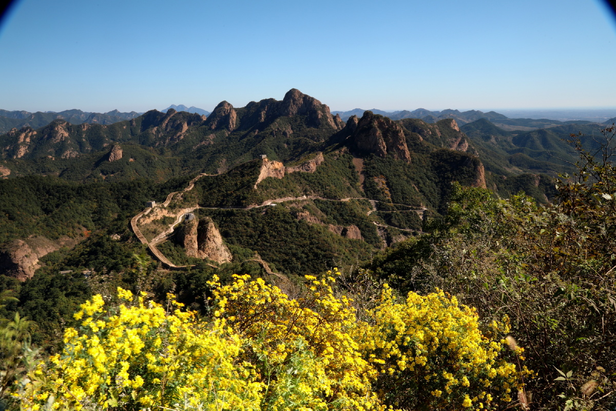 辽西自驾游之绥中锥子山次峰菊花与蜂蝶