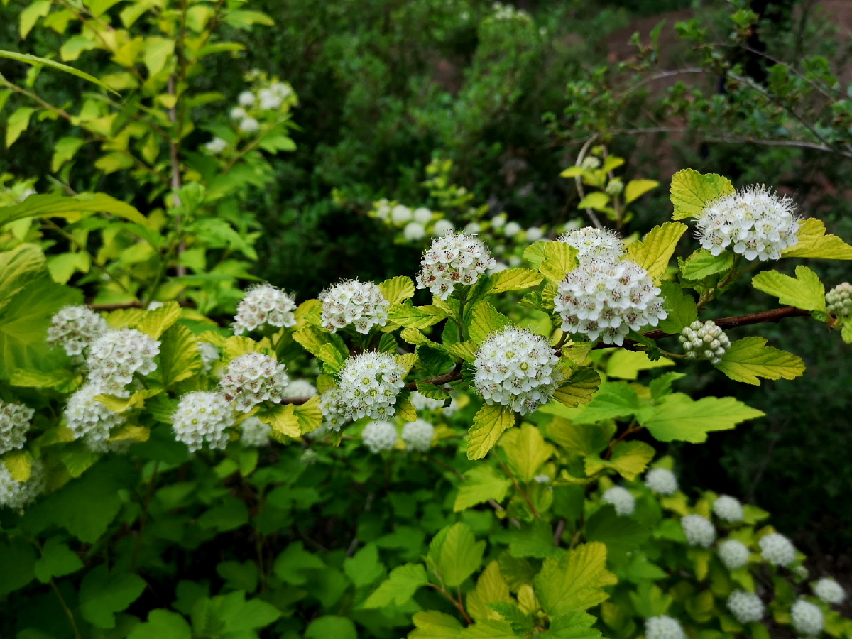 沈阳北陵公园金叶风箱果花开 - 辽宁文旅纪录人 - 图虫