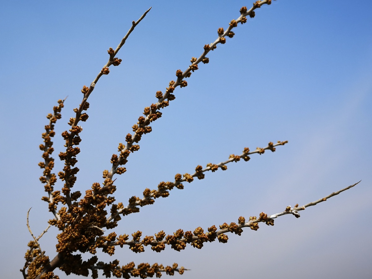 含苞待放的沙棘花,沙棘树曾是辽宁干旱地区特有的绿化灌木,其浆果有