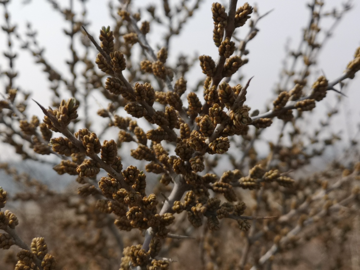 含苞待放的沙棘花沙棘树曾是辽宁干旱地区特有的绿化灌木其浆果有液体