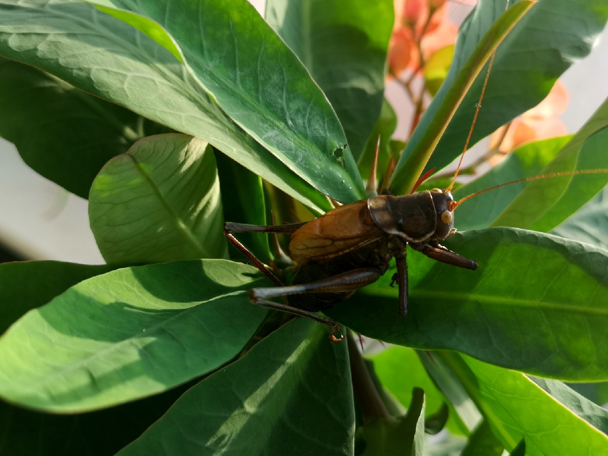 灌木丛中拟态的蝈蝈 - 辽宁文旅纪录人 - 图虫
